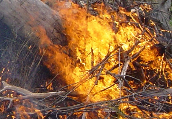 bushfire-research